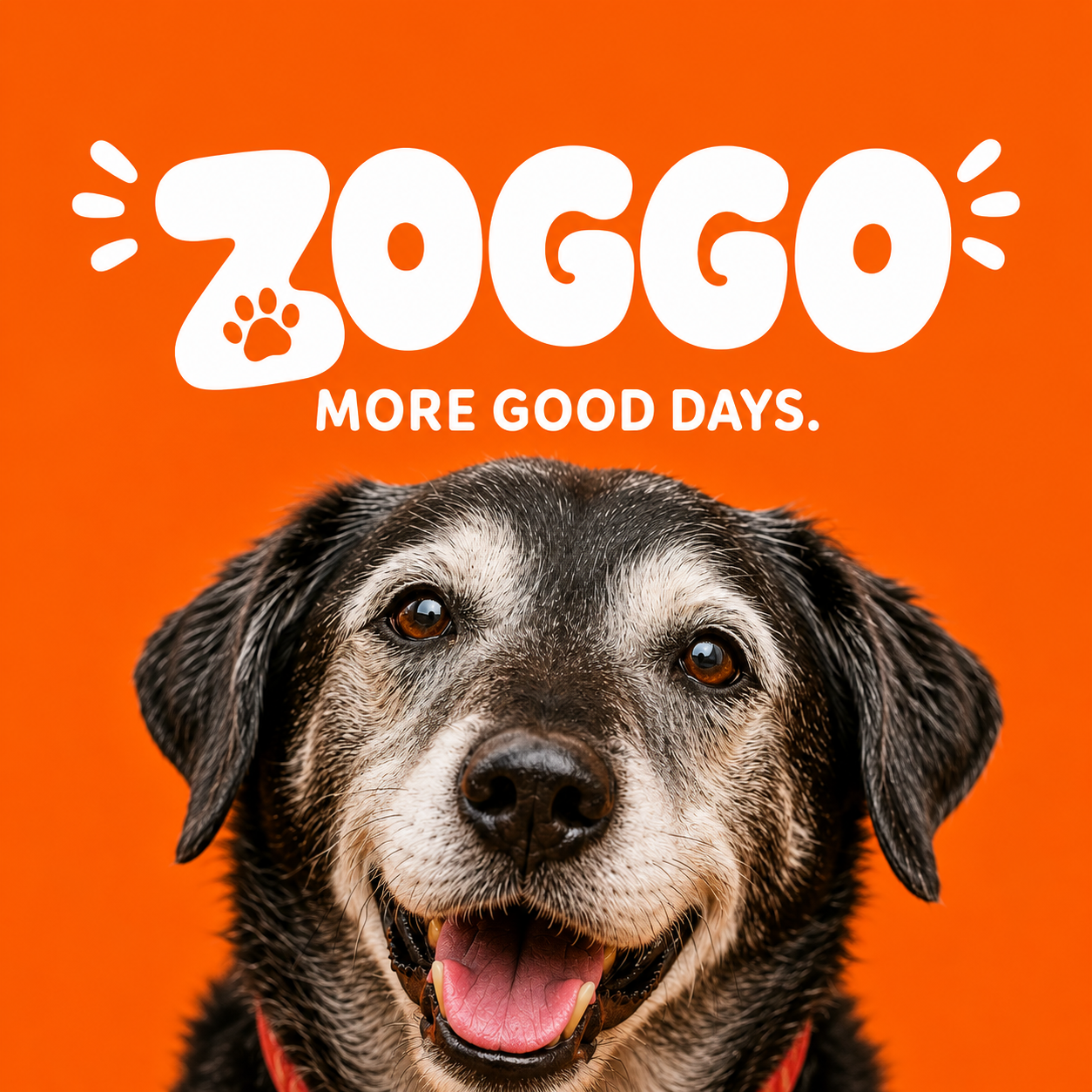 Zoggo Hip & Joint Chews