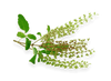 Boswellia