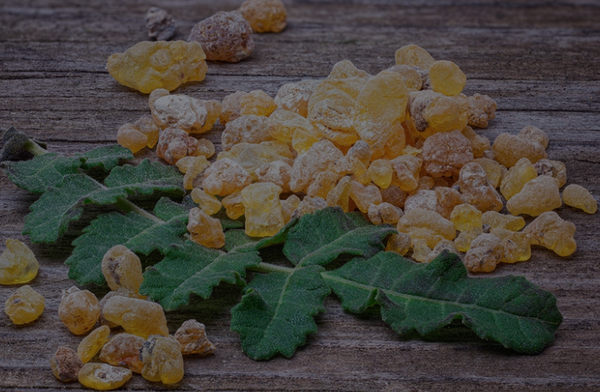 Boswellia