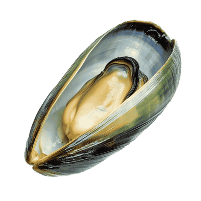 Green-Lipped Mussel 161mg