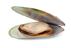 Green-Lipped Mussel